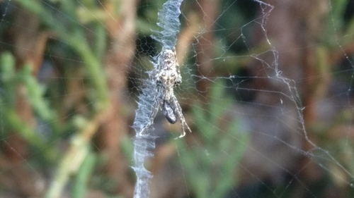 photo of (Uloborus diversus)