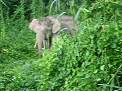 Elephas maximus borneensis