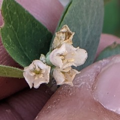 Symphoricarpos rotundifolius parishii