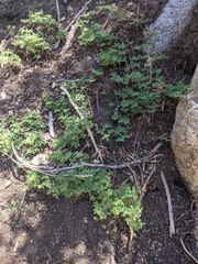 Symphoricarpos rotundifolius parishii