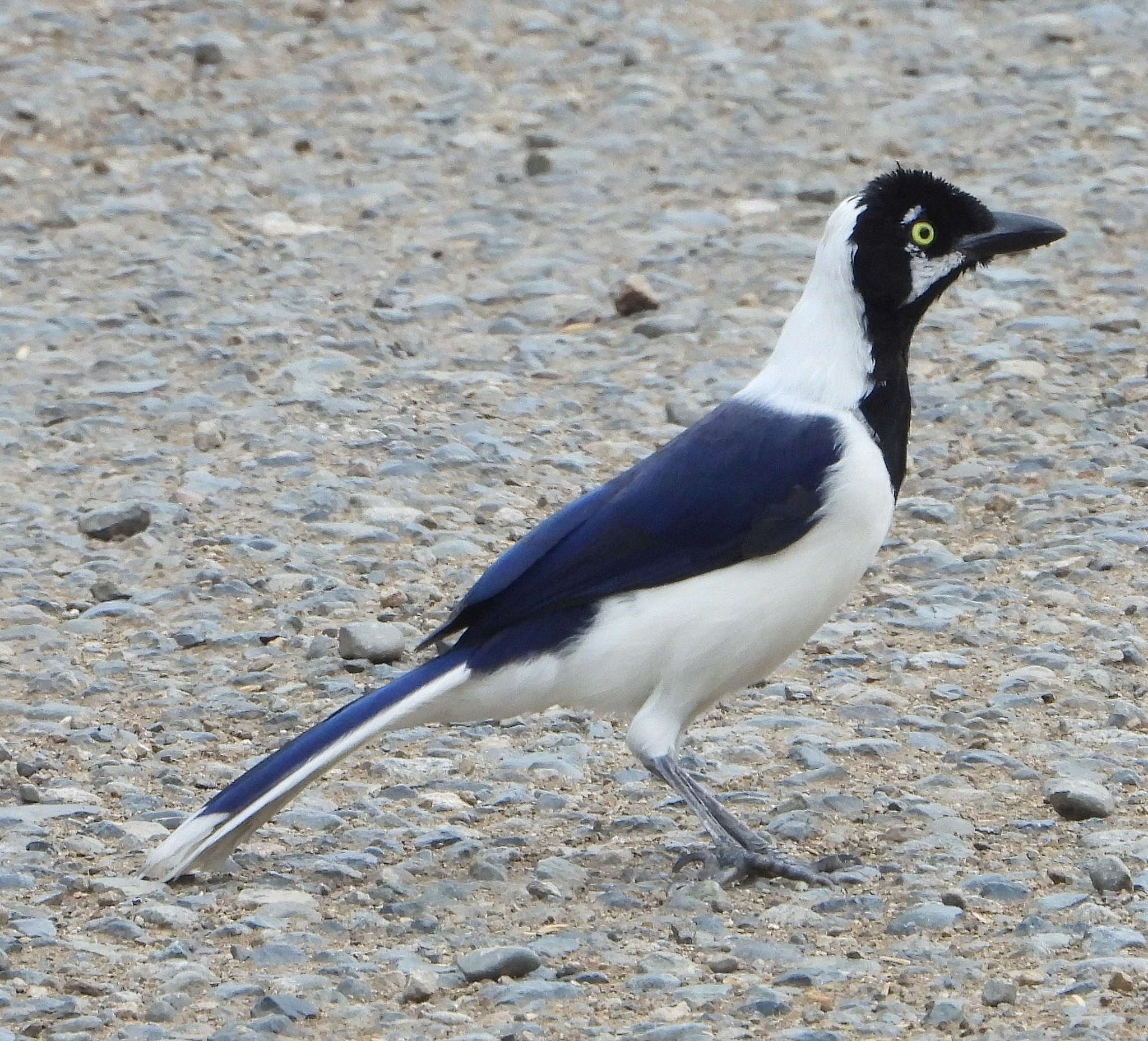 Cyanocorax image