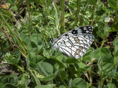 Melanargia ines