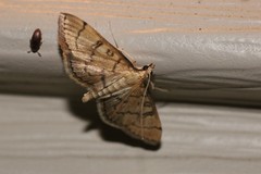 Blepharomastix ranalis