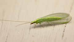 Chrysoperla harrisii