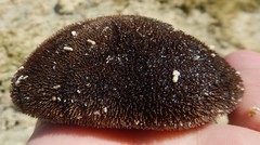 Clypeaster rosaceus