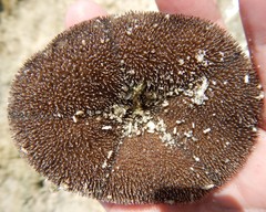 Clypeaster rosaceus