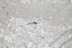 Phanogomphus militaris