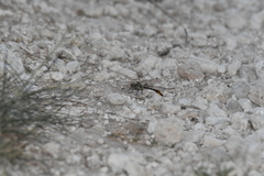 Phanogomphus militaris