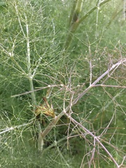 Foeniculum