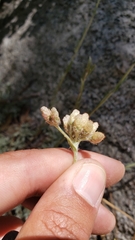 Antennaria rosea confinis