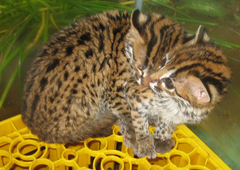 Prionailurus javanensis