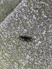 Campsosternus auratus