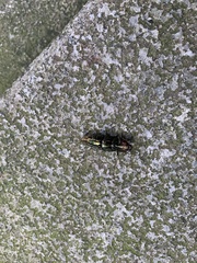 Campsosternus auratus