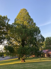 Metasequoia