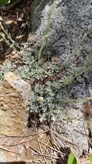 Antennaria rosea confinis