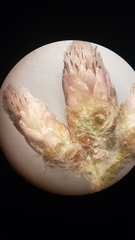 Antennaria rosea confinis