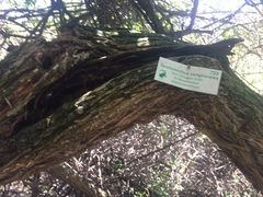 Tarchonanthus littoralis