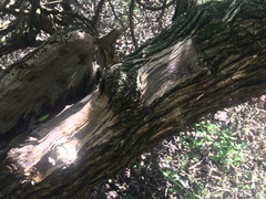 Tarchonanthus littoralis