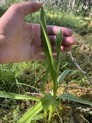 Platanthera huronensis