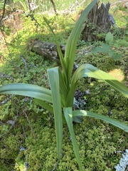 Platanthera huronensis