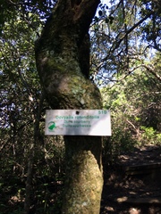 Dovyalis rotundifolia