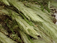 Leucobryum aduncum