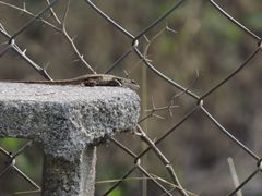 Sceloporus