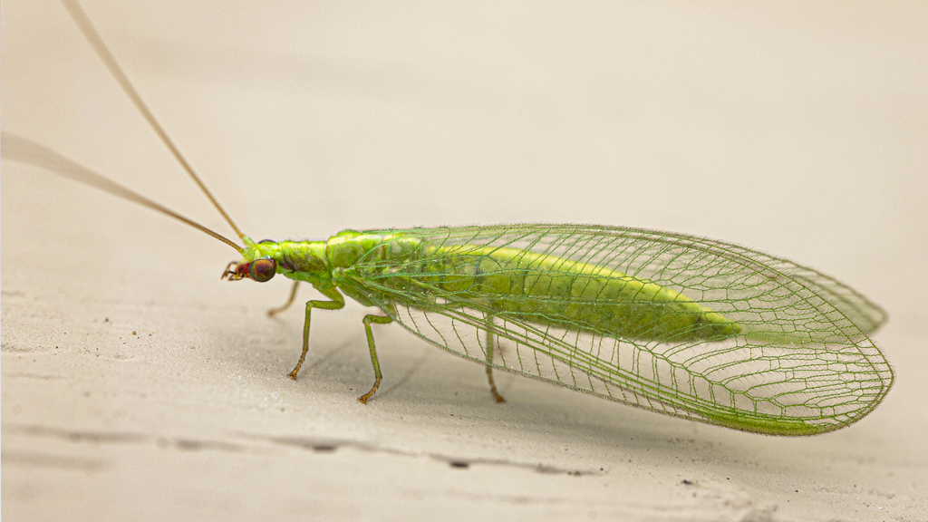 Harris's Green Lacewing