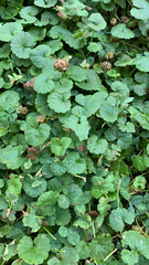 Glechoma hederacea