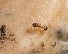 Pheidole californica