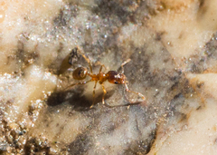 Pheidole californica