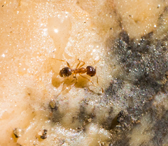 Pheidole californica