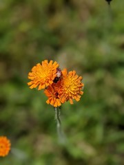 Pilosella aurantiaca