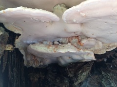 Rhodofomitopsis feei