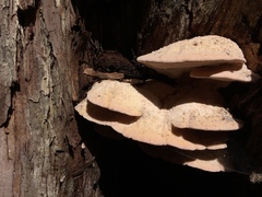 Rhodofomitopsis feei