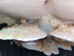 Rhodofomitopsis feei