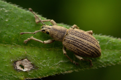 Aphrastus taeniatus