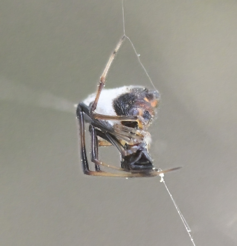 photo of American Dewdrop Spider (Argyrodes elevatus)