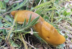 Ariolimax californicus