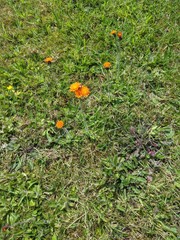 Pilosella aurantiaca