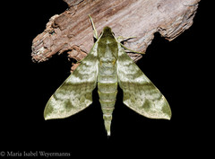 Xylophanes pistacina