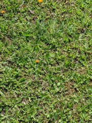 Pilosella aurantiaca