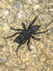 Sphodros atlanticus