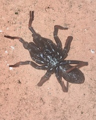 Sphodros atlanticus
