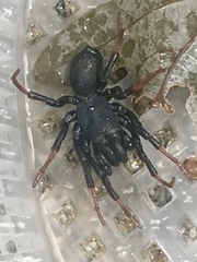Sphodros atlanticus