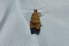 Psilocorsis quercicella