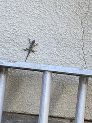 Sceloporus occidentalis