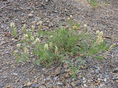 Astragalus inopinatus