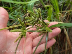 Cyperus imbricatus