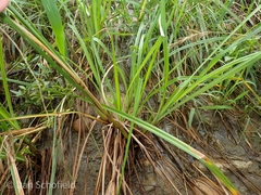 Cyperus imbricatus